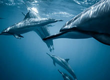 宁波男篮社媒分享祝福并配文：祝贺王凡懿升级奶爸